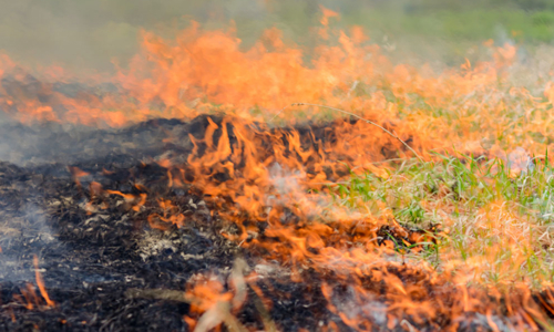 Gräsbrand Bild